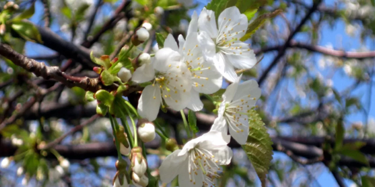 Cvijetanje cvjetova u proljeće (foto: Tonka, 2012.)

• proljeće, cvijeće, priroda