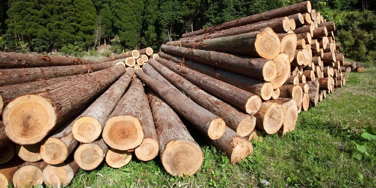 Šumska biomasa (izvornik: wdeon / Shutterstock, 2023.)

• biomasa, šume