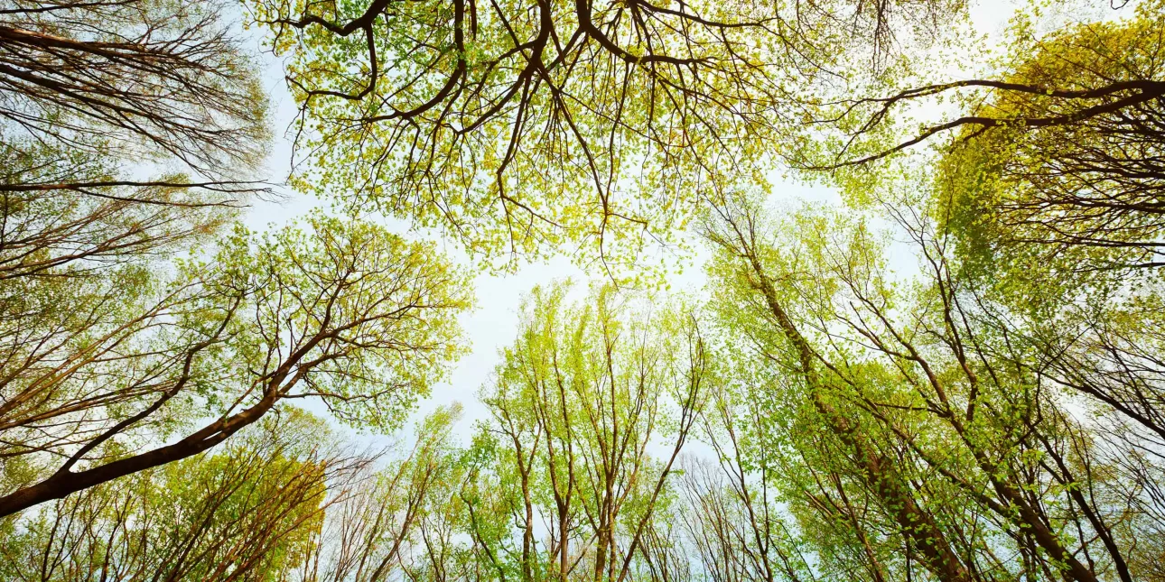 Šuma (izvornik: Shutterstock, 2015.)

• šume, šumarstvo, gospodarenje šumama, priroda