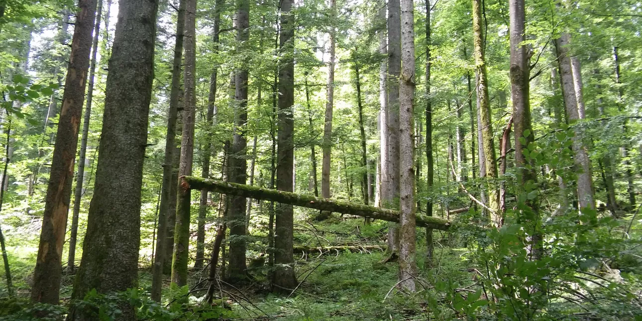 Šuma na Poučnoj stazi Leska u NP Risnjak (foto: Tajana Labudović, lipanj 2017.)

• šume, biomasa, NP Risnjak, priroda