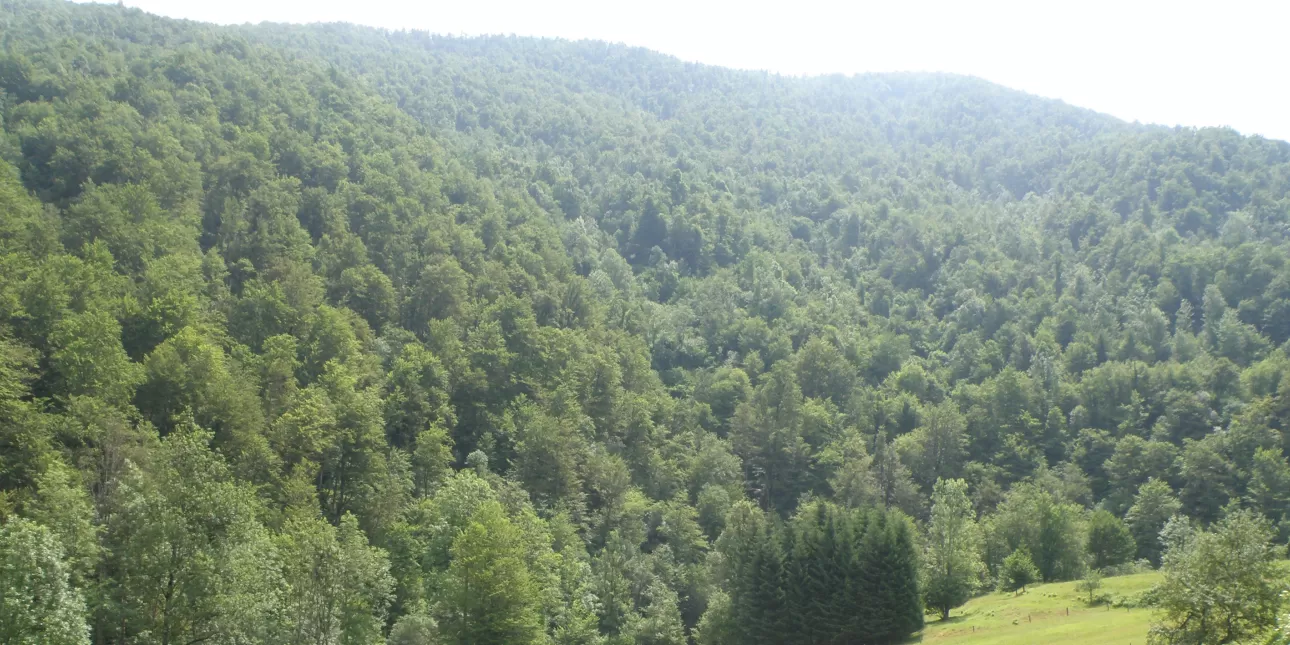 Šuma u gornjem toku Kupe u NP Risnjak (foto: BL, lipanj 2017.)

• šume, priroda, Gorski kotar, NP Risnjak