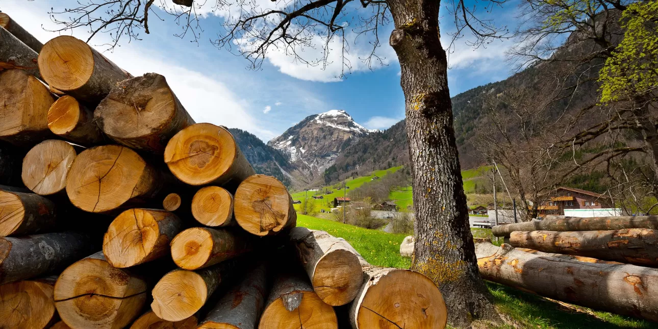 Šumska biomasa (izvornik: hermitis / Shutterstock, 2023.)
• biomasa, šume