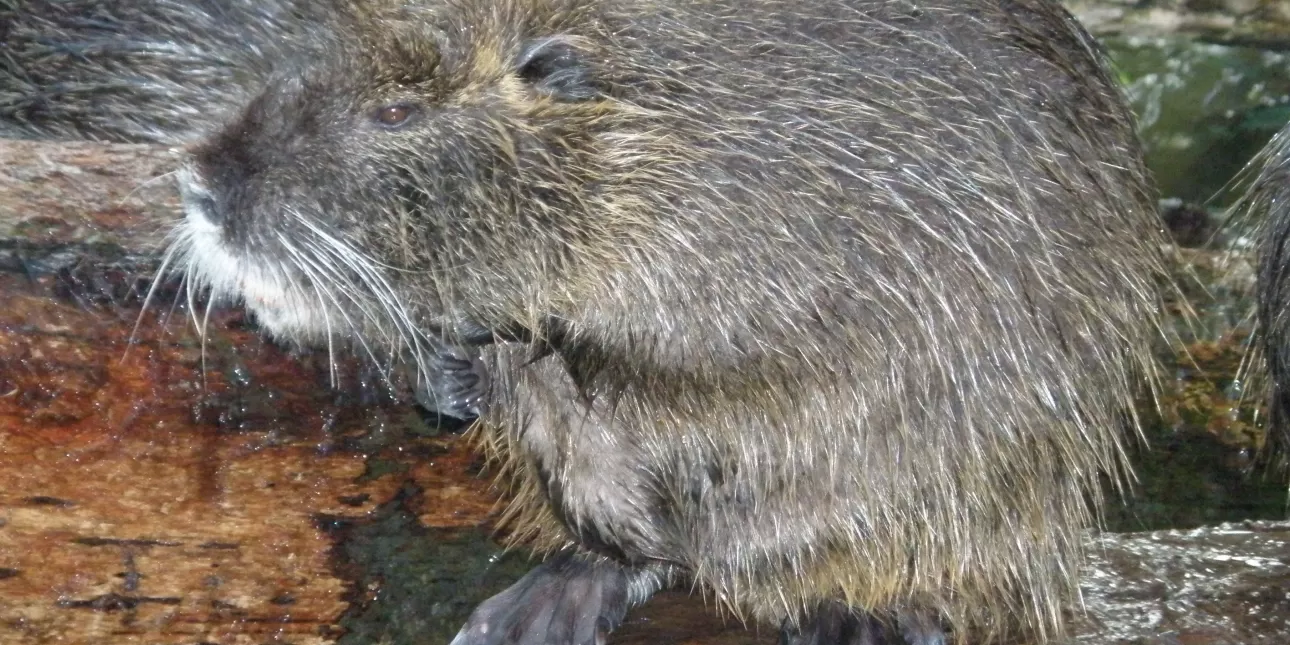 Nutrija u zagrebačkom zoološkom vrtu (foto: BL, ožujak 2014.)

• nutrije, glodavci, životinje, zoološki vrtovi