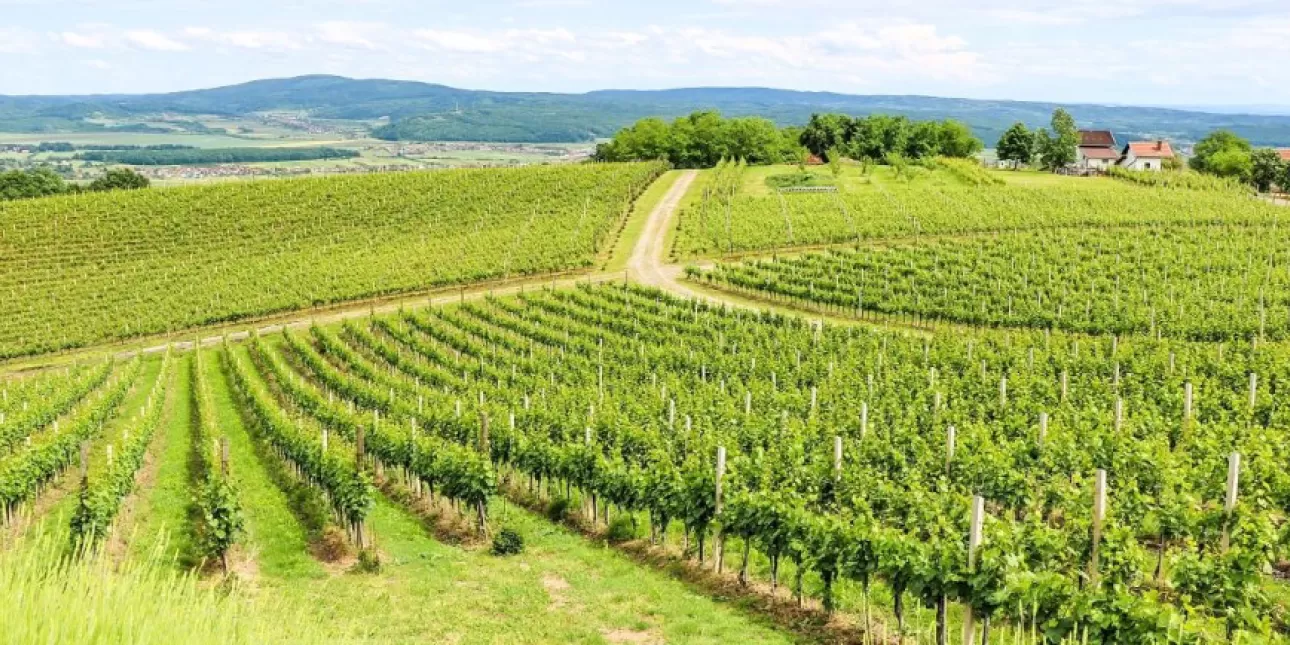 Vinogradi pokraj Pleternice (izvornik: Turistička zajednica Požeško-slavonske županije 2021.)

• vinogradi, poljoprivreda, Požeško-slavonska županija, Slavonija