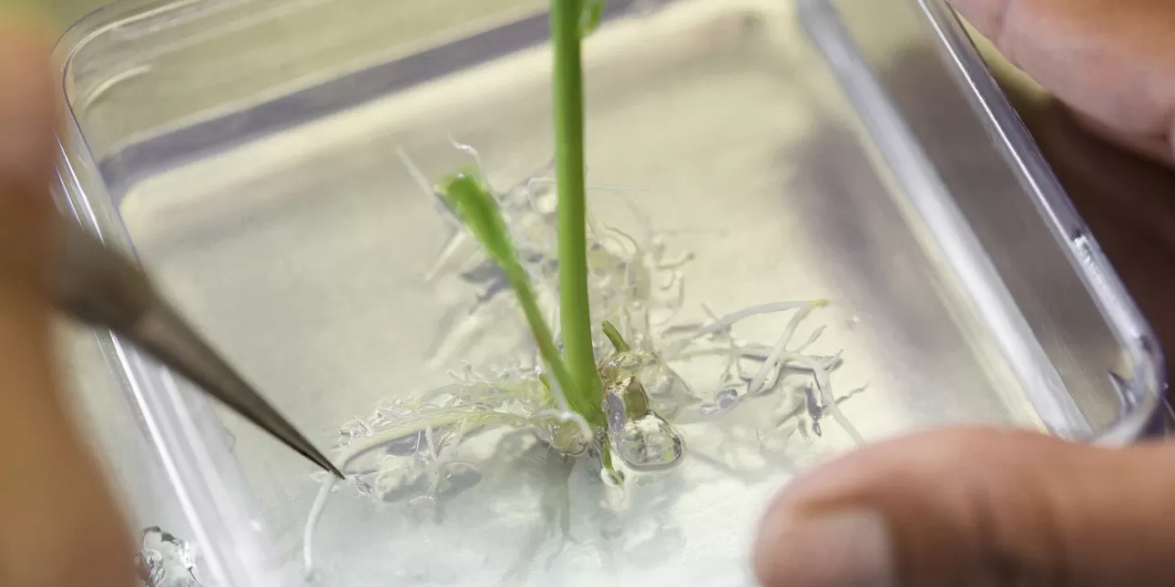 Biotehnologija za proizvodnju hrane (izvornik: BASF, 2022.)

• biotehnologija, hrana, BASF