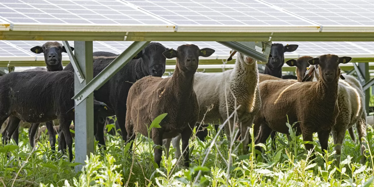 Ovce ispod fotonaponskog postrojenja u Beču (FOTO: © Wien Energie/Wiener Wildnis/Popp-Hackner)