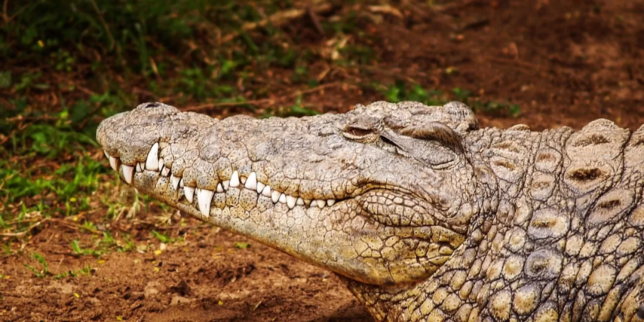 krokodil, 2024.
