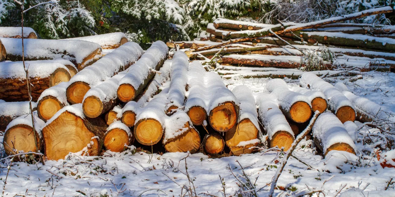 Trupci u snijegu (izvornik: Nicky from Pixabay)

• biomasa, šuma, šumarstvo