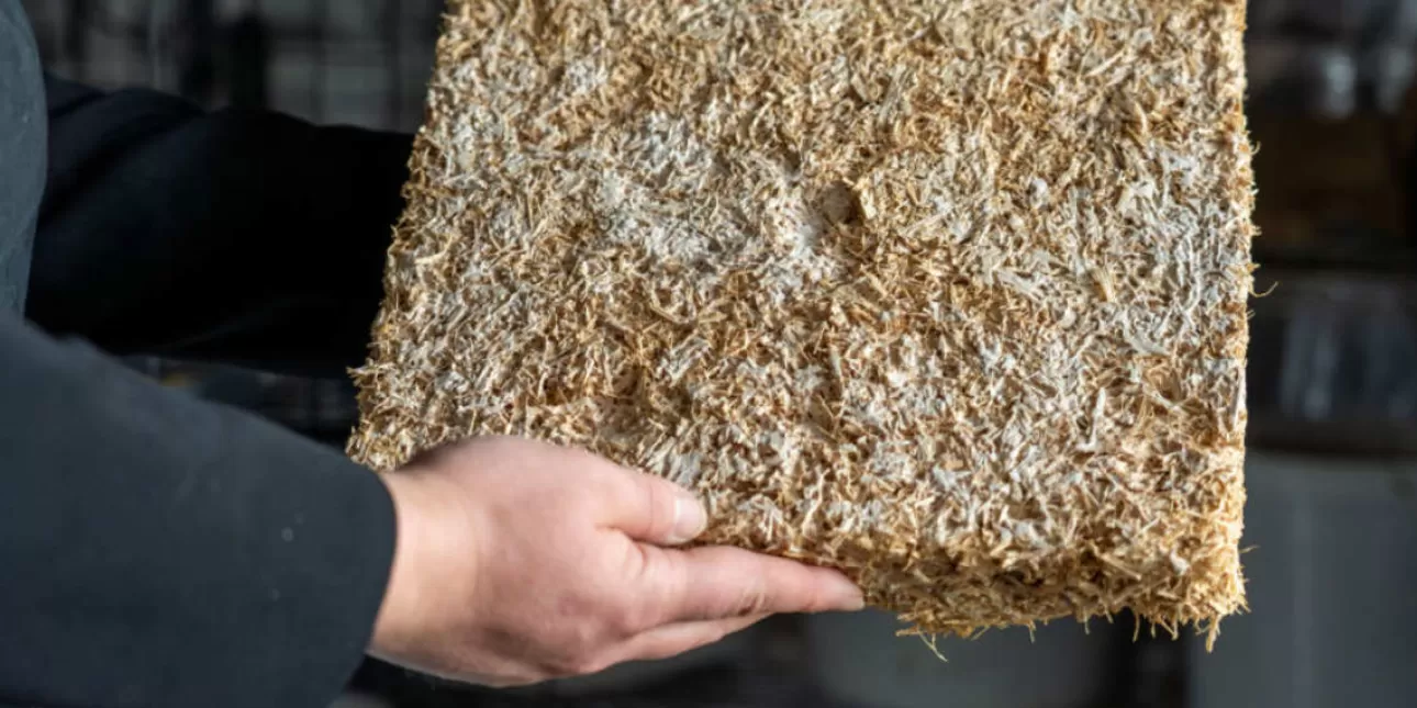 Izolacija od gljiva (foto: Hochschule Hof , rujan 2025.) • Sveučilište primijenjenih znanosti u Hofu, izolacija, građevinarstvo