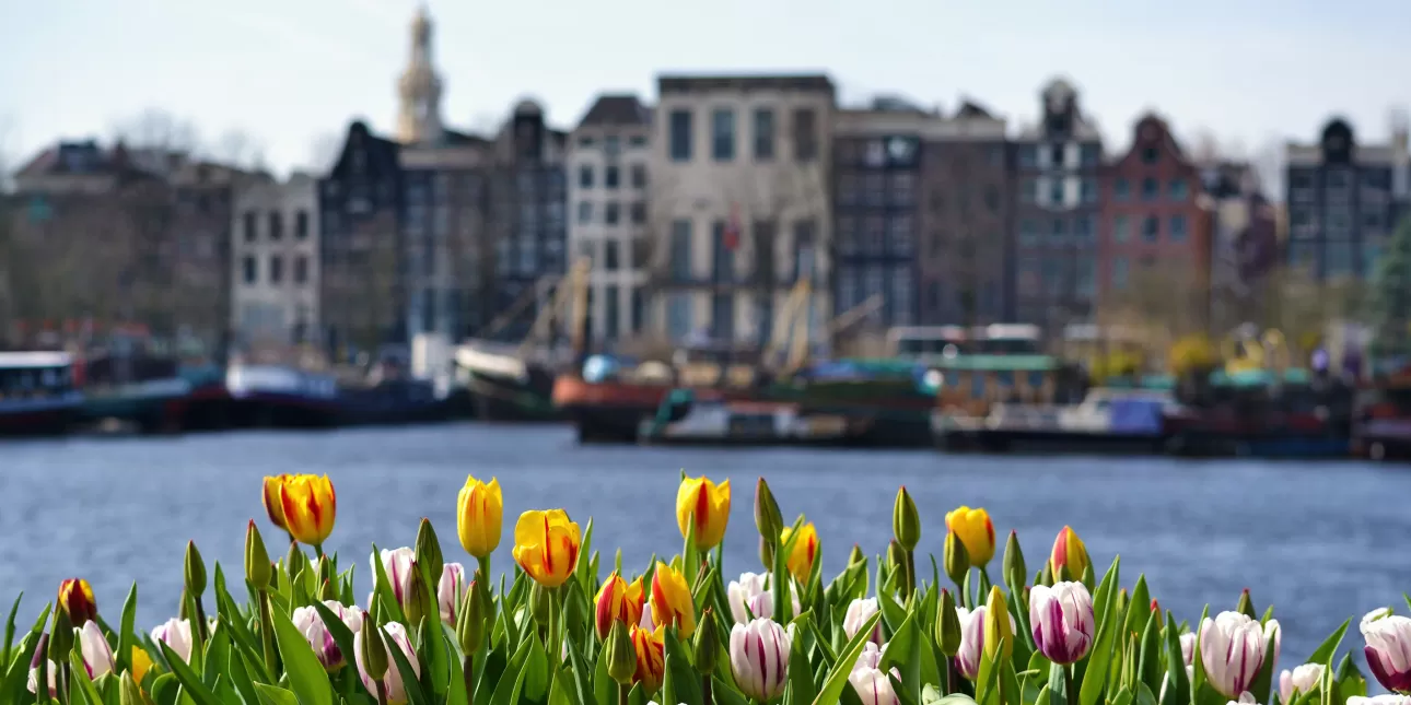 Detalj iz Nizozemske (izvornik: anabiasoli / Pixabay, 2025.)

• Nizozemska, tulipani