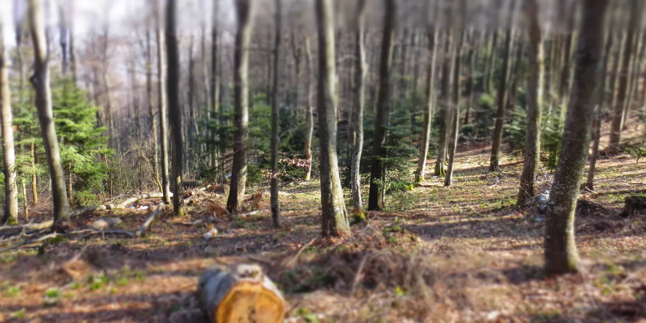Detalj šume na Medvednici (foto: Tonka, ožujak 2014.)

• šume, biomasa, priroda, Medvednica, PP Medvednica