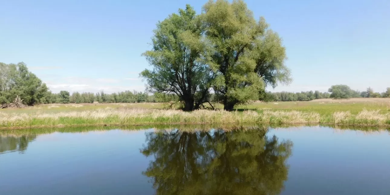 Detalj Kopačkog rita (foto: BL, travanj 2023.)
• PP Kopački rit, Kopački rit, Baranja