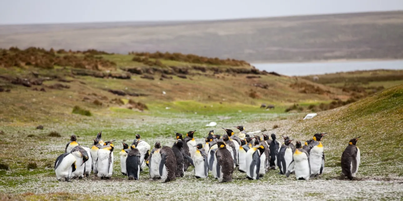 Falklandski otoci i pingvini. Baza 2026.