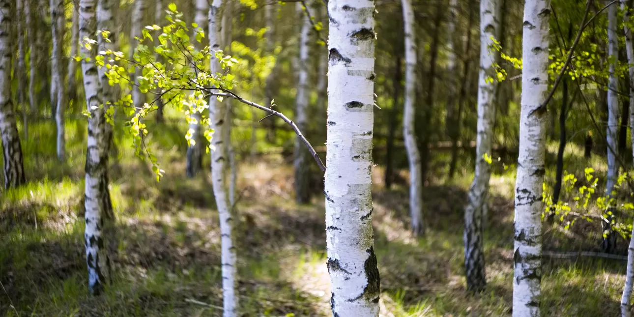 Brezova šuma (izvornik: Marcin Zakowicz from Pixabay, 2023.)

• šume, biomasa, priroda