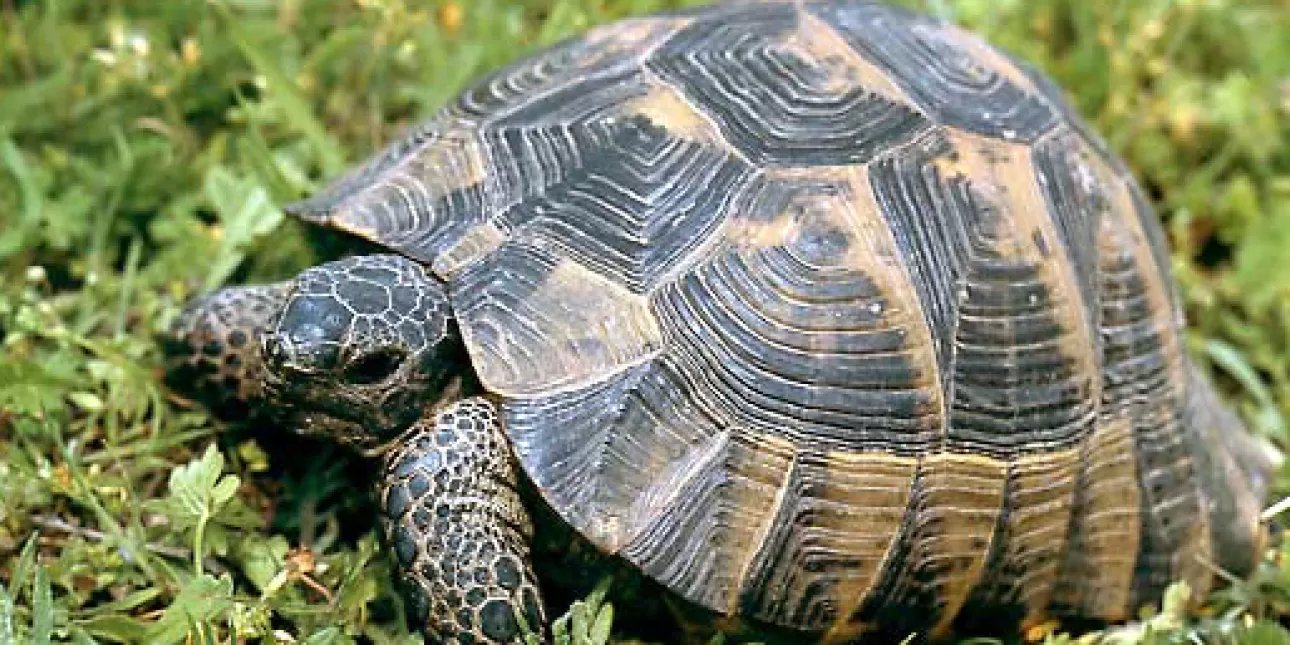 Energetika - Populacije divljih vrsta u pola stoljeća smanjene su za ...